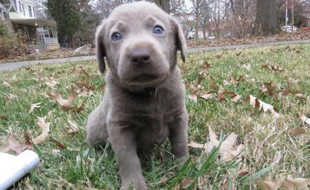 carolina silver labs